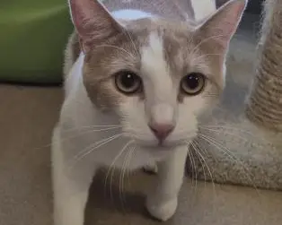 Milo