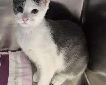 Catberry