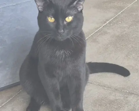 Catsby