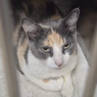 Angela