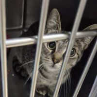 Delilah
