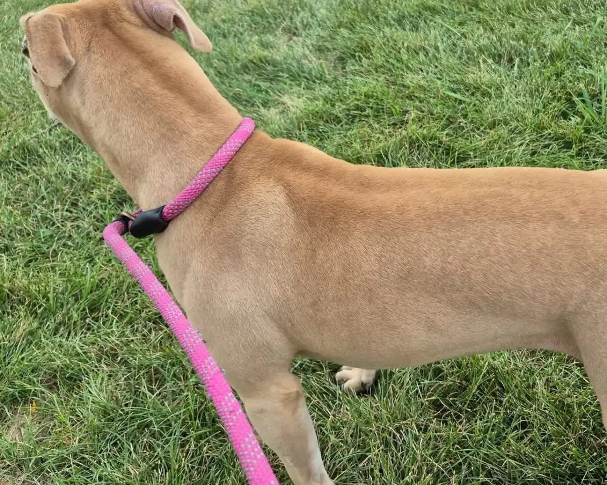 Fawn Due, photo 5