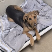 Chocolate Covered Strawberry