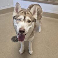 Freeze Dried Strawberry