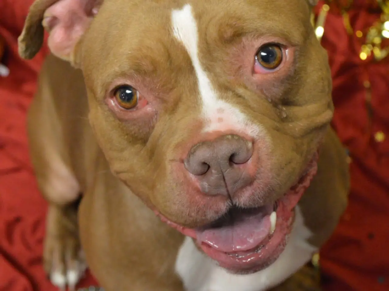 Kia Brown Dog Celebrates New Years Eve
