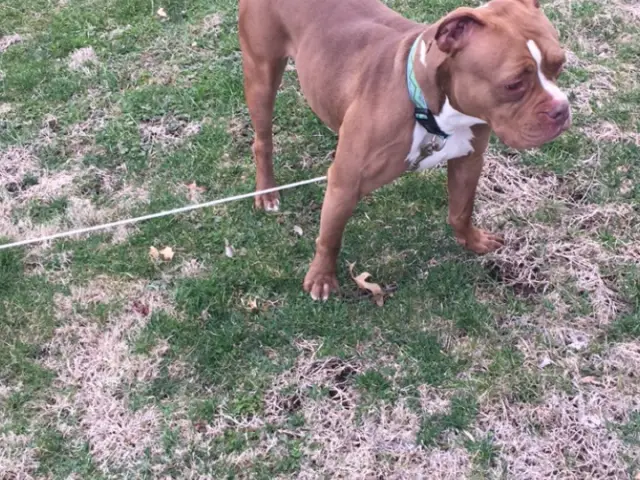 Kia Enjoying The Yard In Her New Home