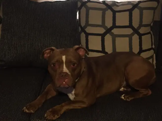 Kia Lounging On The Couch In Her New Home