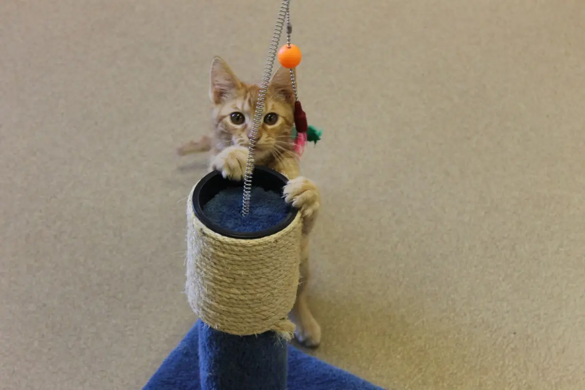 Organe Kitten Playing With Scratching Post And Toy At The Animal Shelter In Decatur Illinois
