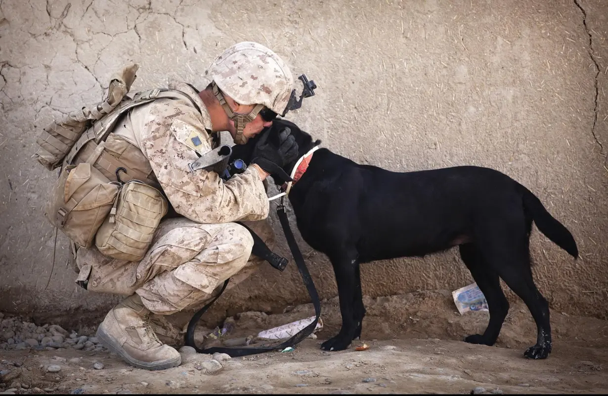 Army Soldier Kissing A Black Labrador Dog