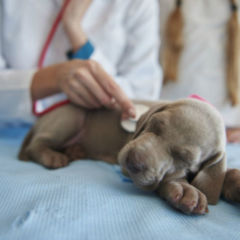 Can Older Dog Get Parvo