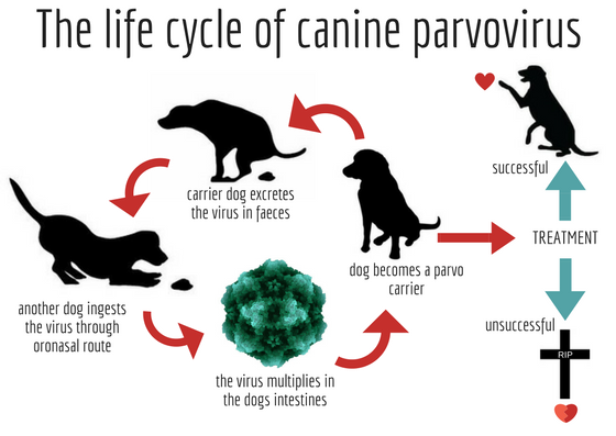 how do you know if your dog has parvo