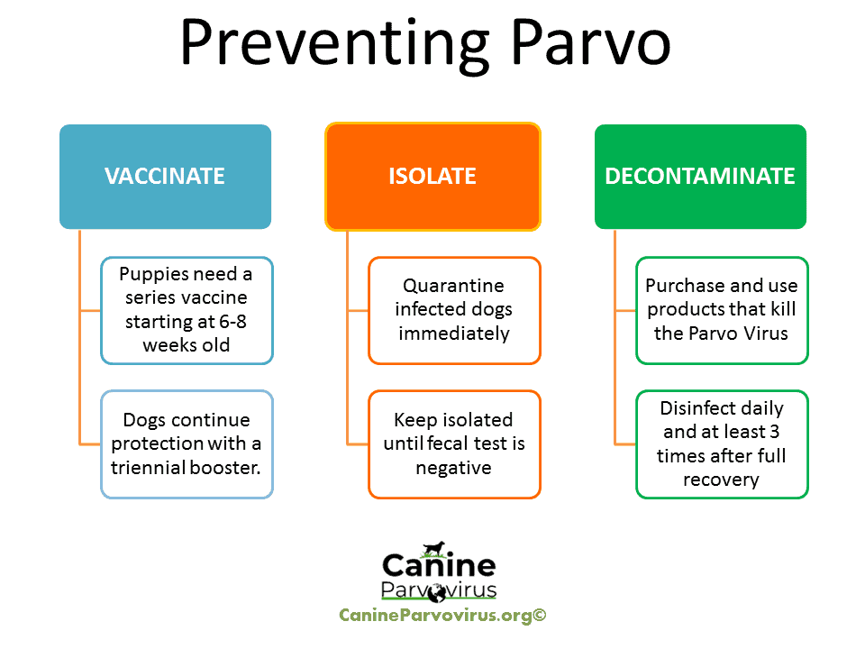 Parvo best sale shot symptoms